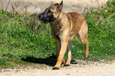 İsrail 'de Akdeniz' de şehir parkında yürüyüşe çıkan bir köpek. 