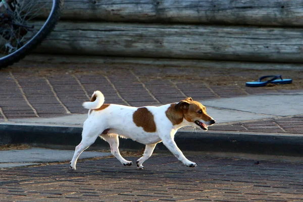 Perro Para Pasear Parque Ciudad Mar Mediterráneo Israel —  Fotos de Stock