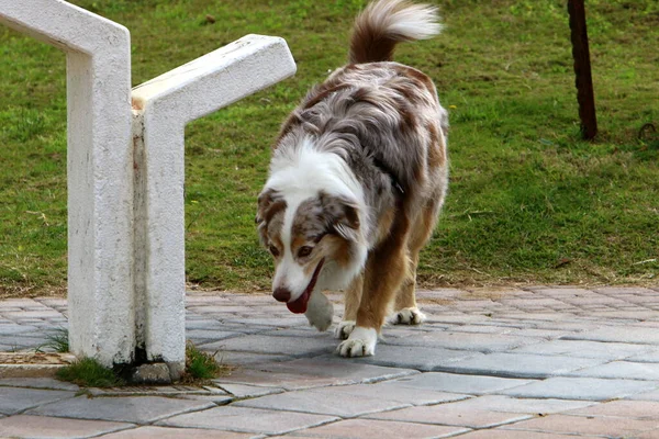 Perro Para Pasear Parque Ciudad Mar Mediterráneo Israel —  Fotos de Stock