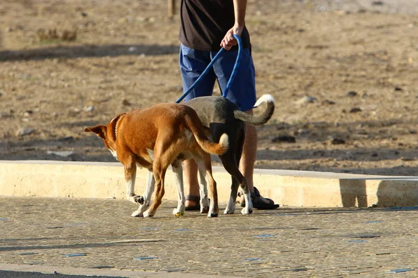 Een Hond Voor Een Wandeling Een Stadspark Aan Middellandse Zee — Stockfoto