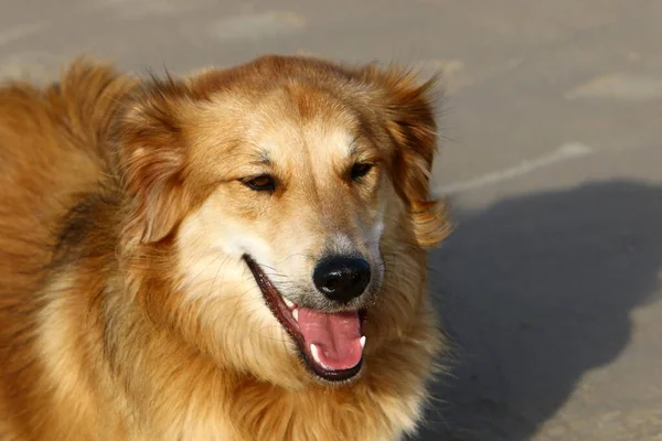 Srail Akdeniz Şehir Parkında Yürüyüşe Çıkan Bir Köpek — Stok fotoğraf