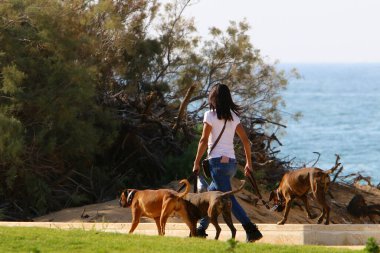 İsrail 'de Akdeniz' de şehir parkında yürüyüşe çıkan bir köpek. 