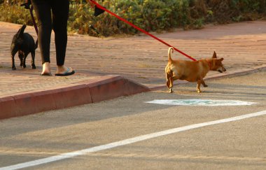 İsrail 'de Akdeniz' de şehir parkında yürüyüşe çıkan bir köpek. 
