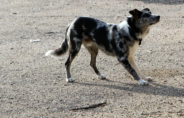 Cane Una Passeggiata Parco Cittadino Sul Mar Mediterraneo Israele — Foto Stock