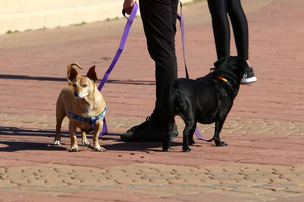 Cane Una Passeggiata Parco Cittadino Sul Mar Mediterraneo Israele — Foto Stock