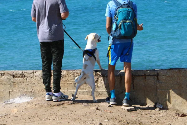 Собака Прогулянки Міському Парку Середземному Морі Ізраїлі — стокове фото