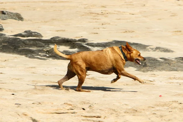 Собака Прогулки Городском Парке Средиземном Море Израиле — стоковое фото