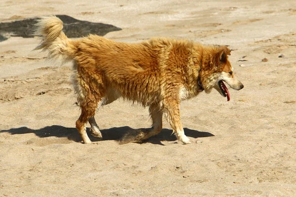 Egy Kutya Sétálni Egy Városi Parkban Földközi Tengeren Izraelben — Stock Fotó