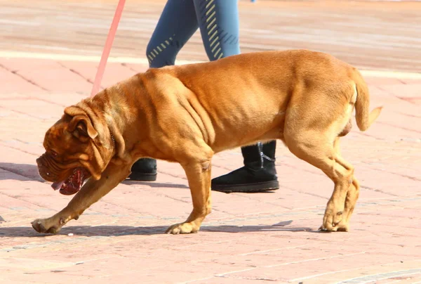 在以色列地中海的一个城市公园散步的狗 — 图库照片