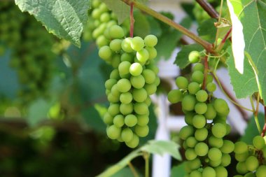 Kuzey İsrail 'deki bir şehir parkında yeşil üzüm yapraklarının arka planında üzüm üzümü var. 