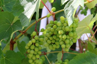 Kuzey İsrail 'deki bir şehir parkında yeşil üzüm yapraklarının arka planında üzüm üzümü var. 
