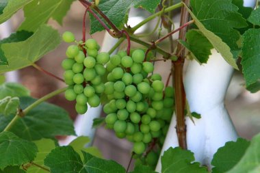 Kuzey İsrail 'deki bir şehir parkında yeşil üzüm yapraklarının arka planında üzüm üzümü var. 