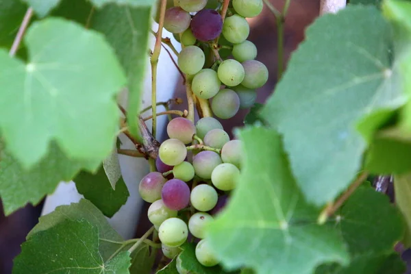 Traubenbeeren Vor Grünem Hintergrund Einem Stadtpark Nordisrael — Stockfoto