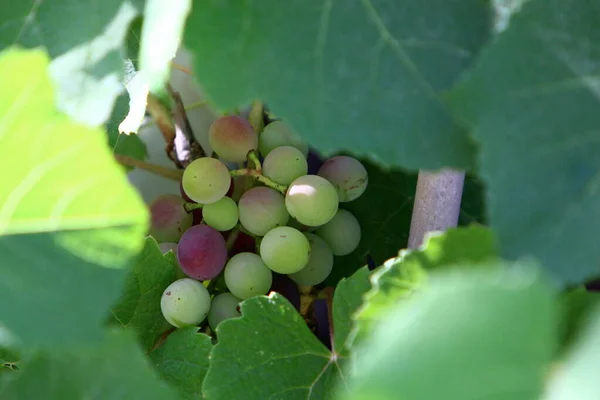 Grape Berries Background Green Grape Leaves City Park Northern Israel — Stock Photo, Image