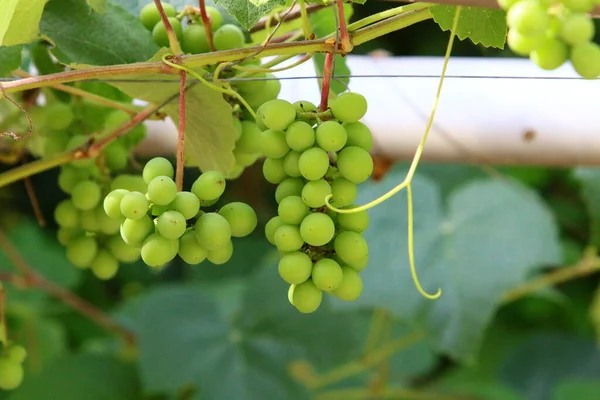 Traubenbeeren Vor Grünem Hintergrund Einem Stadtpark Nordisrael — Stockfoto