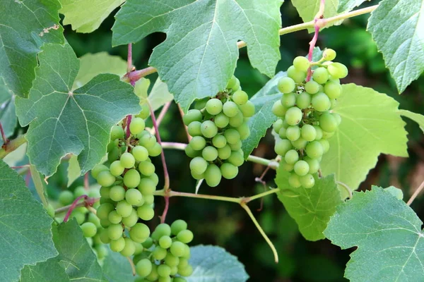 Traubenbeeren Vor Grünem Hintergrund Einem Stadtpark Nordisrael — Stockfoto