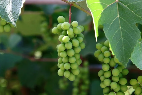 Виноградна Ягода Тлі Зеленого Виноградного Листя Міському Парку Півночі Ізраїлю — стокове фото