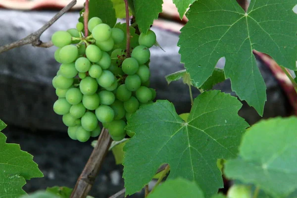 Baies Raisin Sur Fond Feuilles Raisin Vert Dans Parc Urbain — Photo