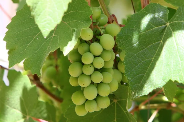 Grape Berries Background Green Grape Leaves City Park Northern Israel — Stock Photo, Image