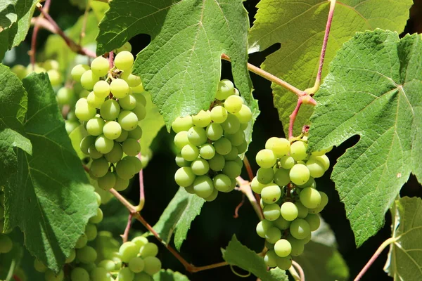 Grape Berries Background Green Grape Leaves City Park Northern Israel — Stock Photo, Image