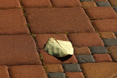 Şehir parkında kurumuş yapraklar ve çiçekler. İsrail 'de sıcak yaz. 