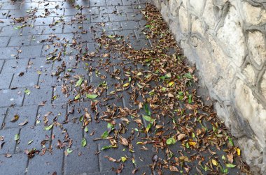 Şehir parkında kurumuş yapraklar ve çiçekler. İsrail 'de sıcak yaz. 