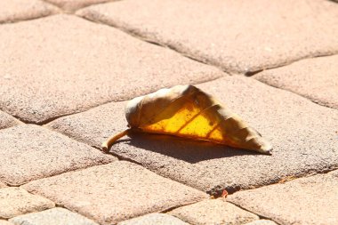 Şehir parkında kurumuş yapraklar ve çiçekler. İsrail 'de sıcak yaz. 