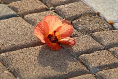 Şehir parkında kurumuş yapraklar ve çiçekler. İsrail 'de sıcak yaz. 