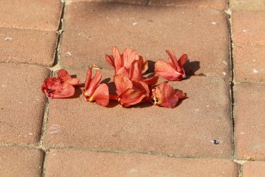 Şehir parkında kurumuş yapraklar ve çiçekler. İsrail 'de sıcak yaz. 