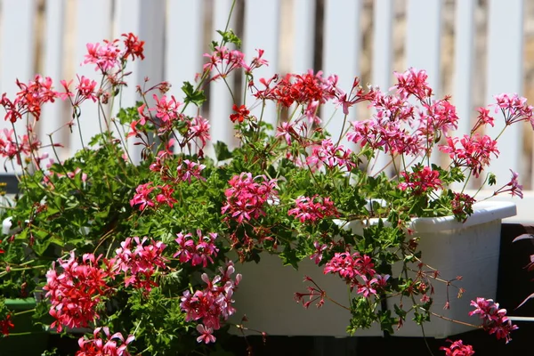 Grüne Pflanzen Und Blumen Wachsen Einem Blumentopf Einem Stadtpark Israel — Stockfoto