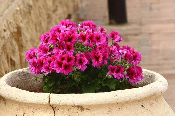 green plants and flowers grow in a flower pot in a city park in Israel