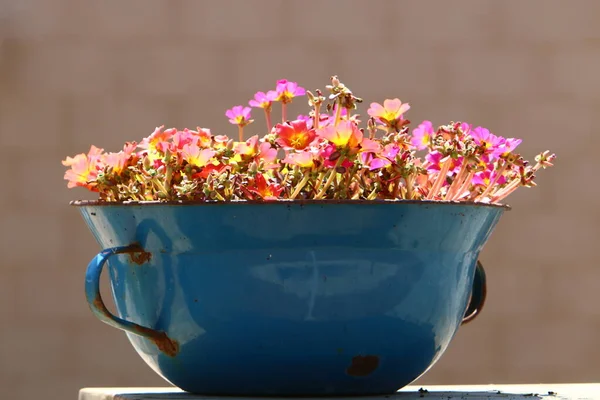 Plantas Verdes Flores Crescem Vaso Flores Parque Cidade Israel — Fotografia de Stock