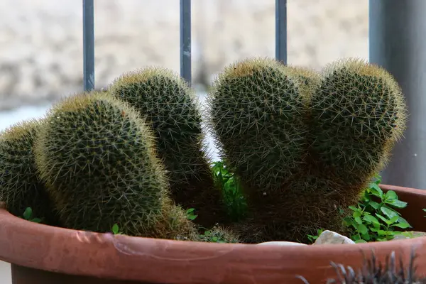 Plantas Verdes Flores Crecen Una Maceta Parque Ciudad Israel —  Fotos de Stock