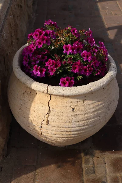 Gröna Växter Och Blommor Växer Blomkruka Stadspark Israel — Stockfoto