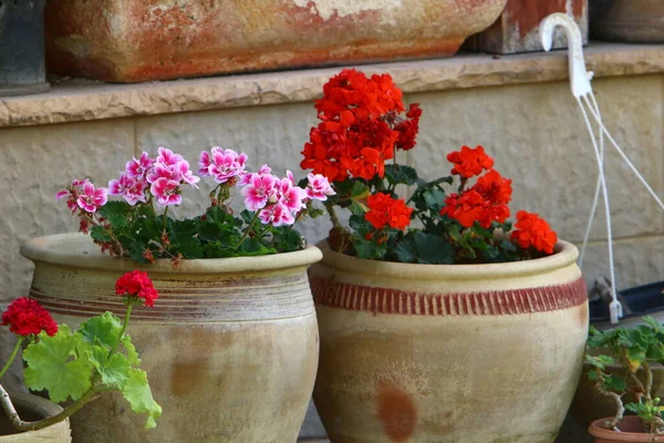 Gröna Växter Och Blommor Växer Blomkruka Stadspark Israel — Stockfoto