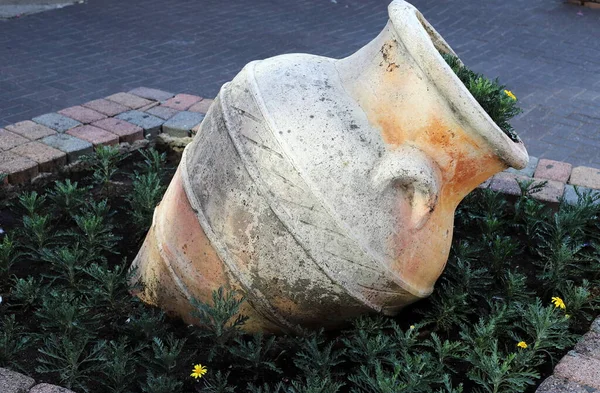 Plantas Verdes Flores Crecen Una Maceta Parque Ciudad Israel — Foto de Stock