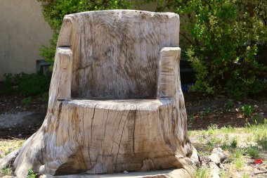 Şehir parkında yaşlı bir ağaç kütüğü. Devrilmiş bir ağacın çıkıntılı kalıntısı.. 