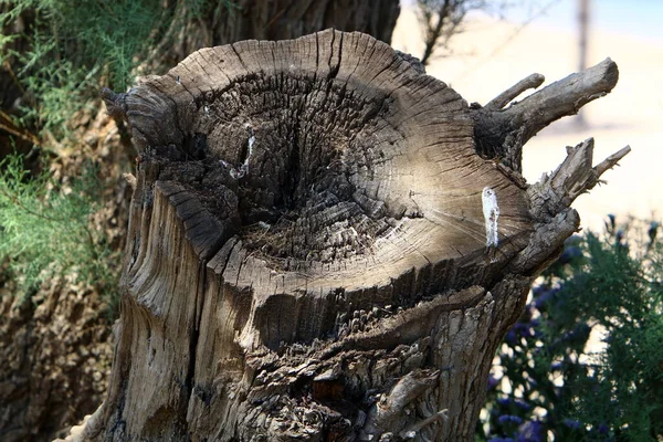 Vieux Tronc Arbre Dans Parc Forestier Vestige Saillant Arbre Abattu — Photo