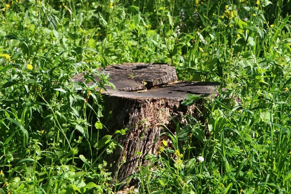 An old tree stump in a city forest park. A protruding remnant of a felled tree.