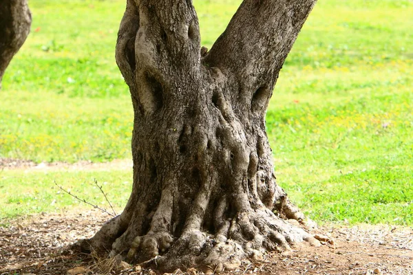 Vecchio Tronco Albero Parco Forestale Cittadino Residuo Sporgente Albero Abbattuto — Foto Stock