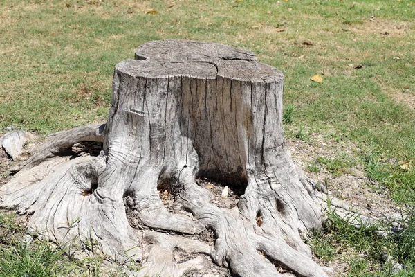 An old tree stump in a city forest park. A protruding remnant of a felled tree.