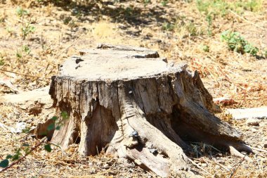 Şehir parkında yaşlı bir ağaç kütüğü. Devrilmiş bir ağacın çıkıntılı kalıntısı.. 