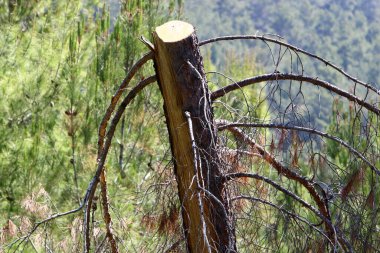 Şehir parkında yaşlı bir ağaç kütüğü. Devrilmiş bir ağacın çıkıntılı kalıntısı.. 