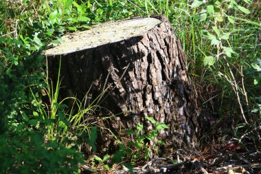 Şehir parkında yaşlı bir ağaç kütüğü. Devrilmiş bir ağacın çıkıntılı kalıntısı.. 