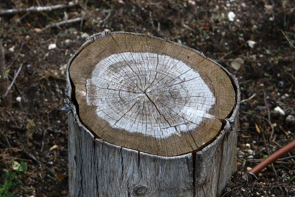 Stary Pniak Miejskim Parku Leśnym Wystające Resztki Ściętego Drzewa — Zdjęcie stockowe