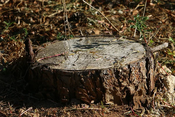 An old tree stump in a city forest park. A protruding remnant of a felled tree.