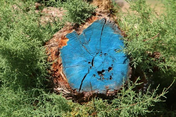 Viejo Tocón Árbol Parque Forestal Ciudad Remanente Sobresaliente Árbol Talado — Foto de Stock