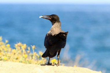 İsrail 'de şehir parkında kapüşonlu karga ekmek kırıntıları topluyor. 