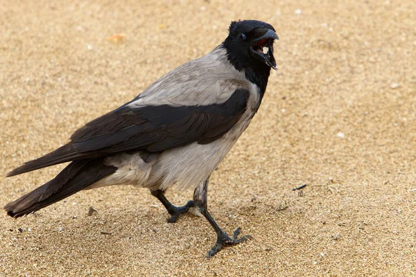 Corvo Incappucciato Parco Cittadino Israele Raccoglie Briciole Pane — Foto Stock