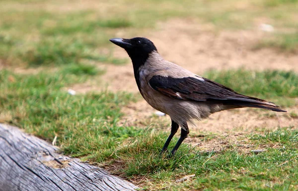 Corvo Incappucciato Parco Cittadino Israele Raccoglie Briciole Pane — Foto Stock